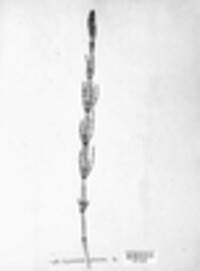 Equisetum palustre image